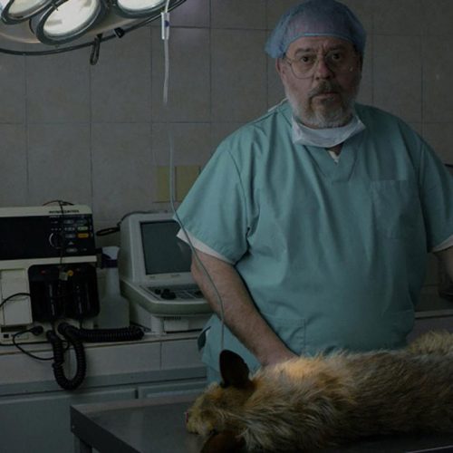 FESTIVAL DE CINE DEL FIN DEL MUNDO. LA MUERTE DE UN PERRO / de Matías Ganz