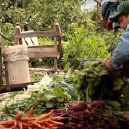 La tierra tiembla. Crítica: La vuelta al campo