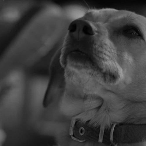 FESTIVAL DE CINE DEL FIN DEL MUNDO. EL PERRO QUE NO CALLA  / de Ana Katz