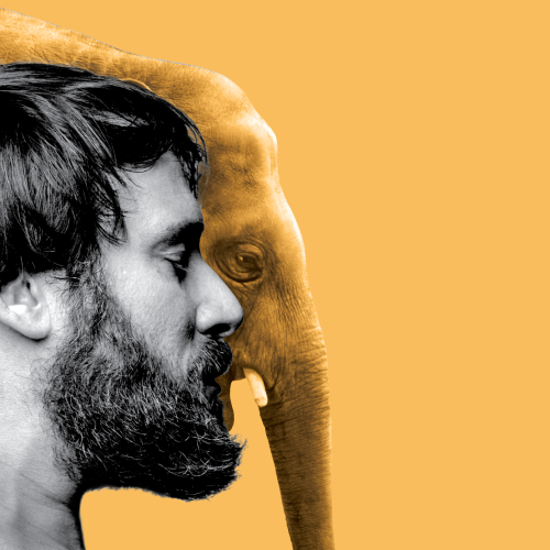 Regreso sin gloria. Crítica: MATAR A UN ELEFANTE